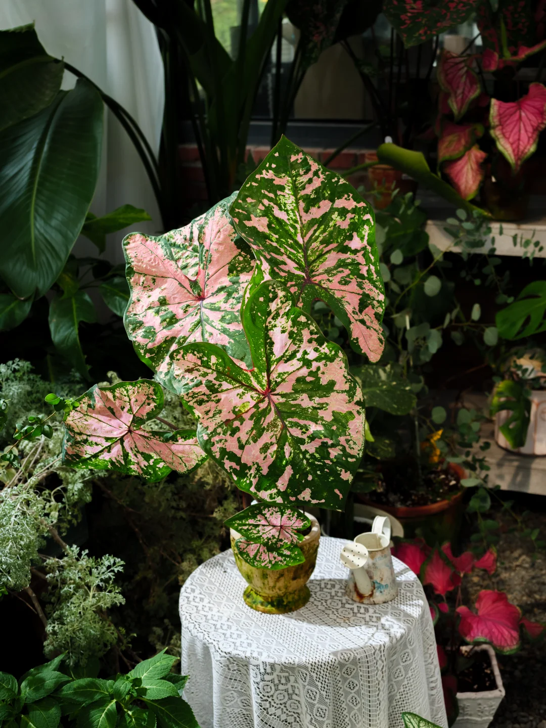 家里的天然调色盘・粉色飞溅彩叶芋