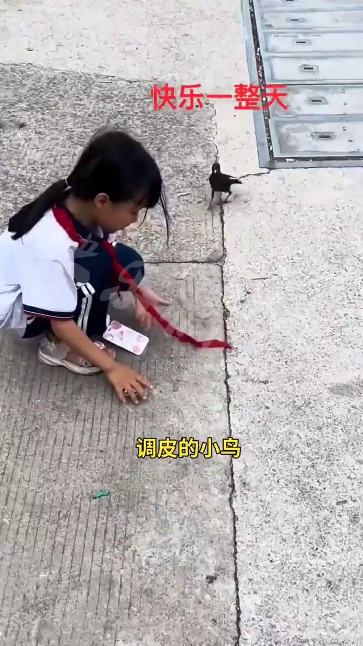 快乐一整天，调皮的小鸟。