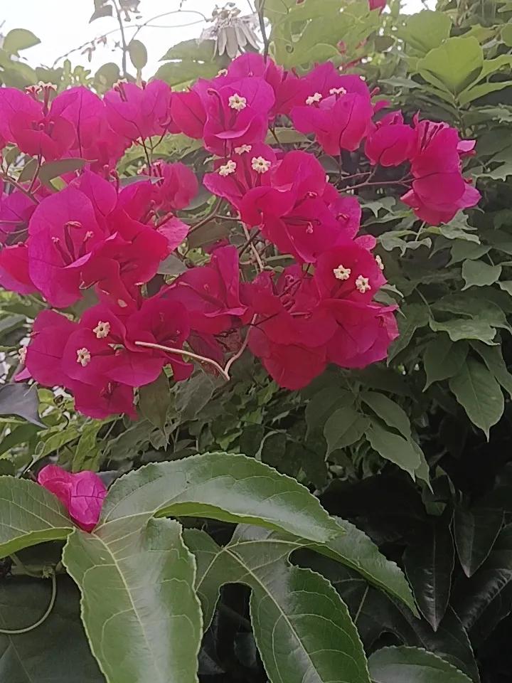 粉嫩的花朵在绿叶中绽放，生机勃勃，美不胜收！🌸🌿