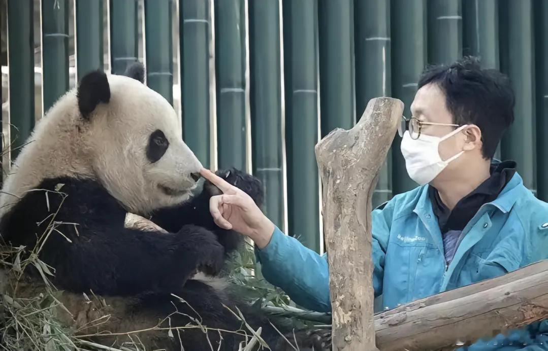 熊猫看向人类那眼中的爱意都要溢出屏幕了 ​​​