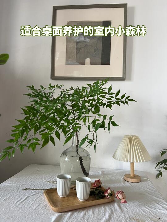 🌿水培绿植推荐｜“绿野仙踪”小森林南天竹