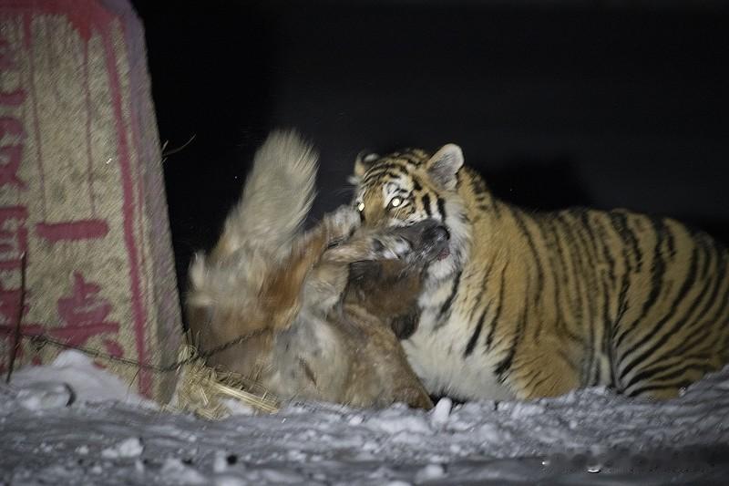 12月20日，吉林延边有对夫妻特别逗。野外碰到东北虎，竟第一眼当成大黄狗，还追上