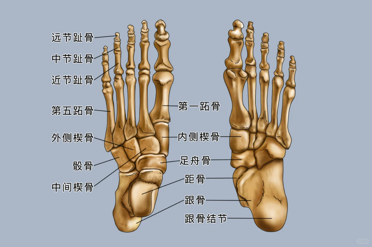 脚骨骼结构图