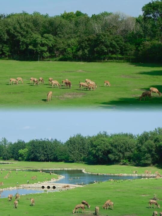 小奈良‼️北京居然有3️⃣个免费看小鹿的地方
