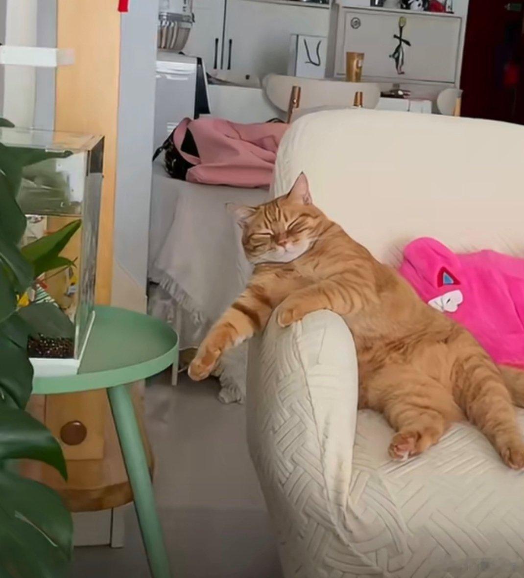 这猫像极了在沙发上的爸爸 那姿势，那表情，简直就是复制粘贴！猫主子四仰八叉地瘫在