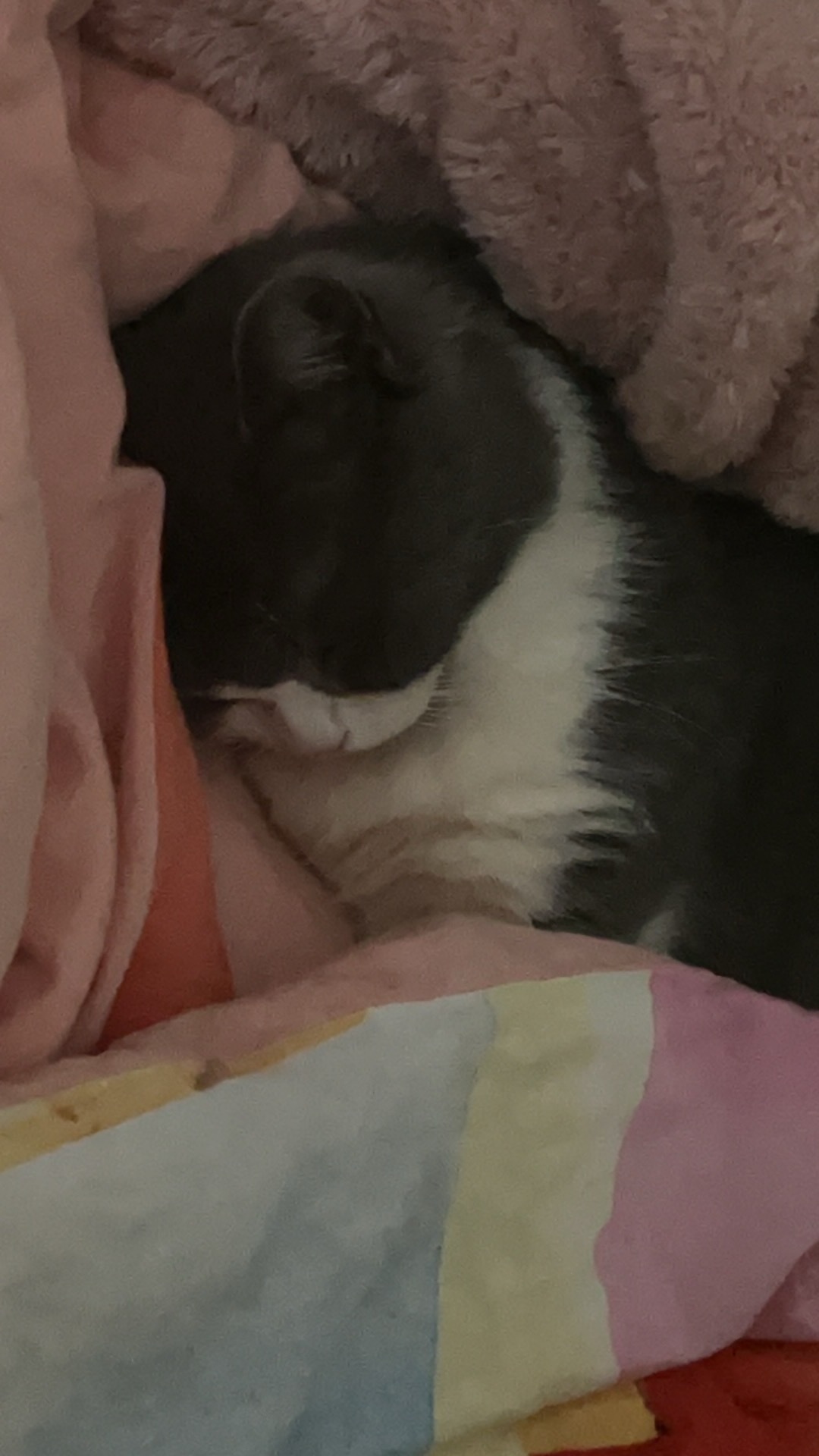 好乖啊猪猪∽萌宠猫咪
