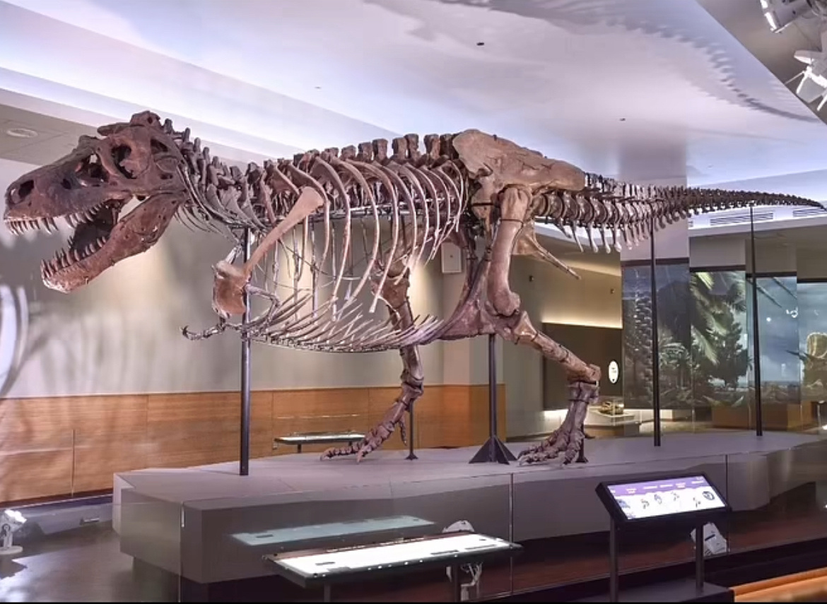 【来自投稿】1990年8月   古生物学家苏·亨德里克森在美国南达科他州发现了至