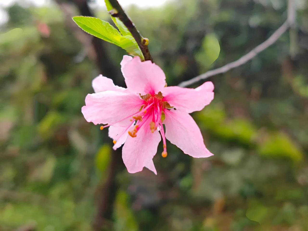 春阳足照桃始华，
春雨新来洗霓裳；
自然造化无穷妙，
非言非语道经藏。
#桃红花