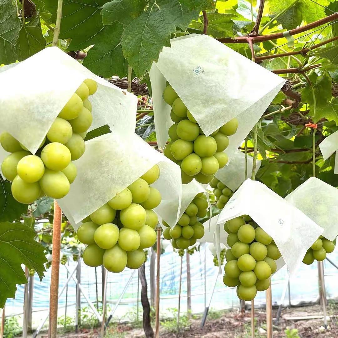 目前局势，对于中部高温产区，阳光玫瑰唯一可以突围的就是氯果，大小、色泽、硬度、甜