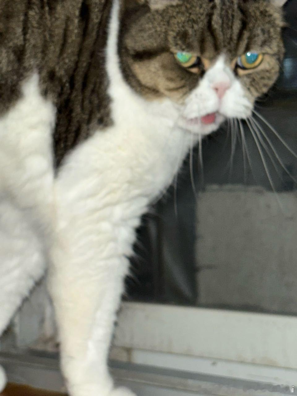 50265【丑猫】抓拍一张 