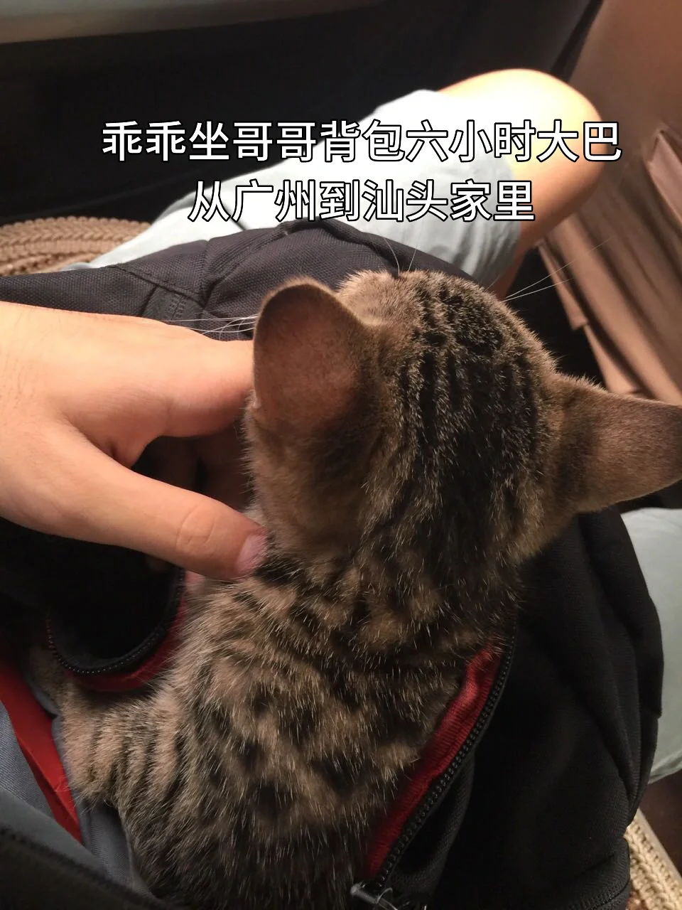 一只长期冒名顶替狸花猫的家伙