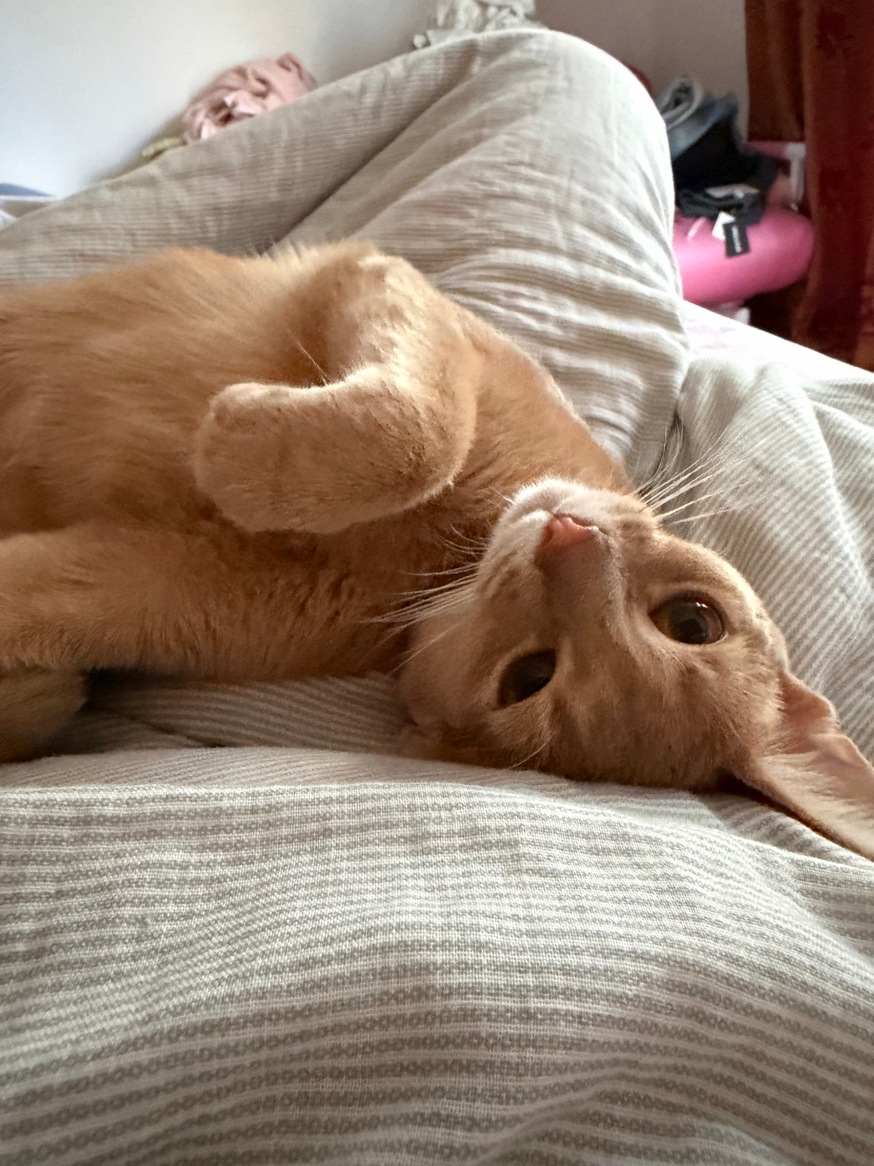 珍珠的脚很有男人味儿