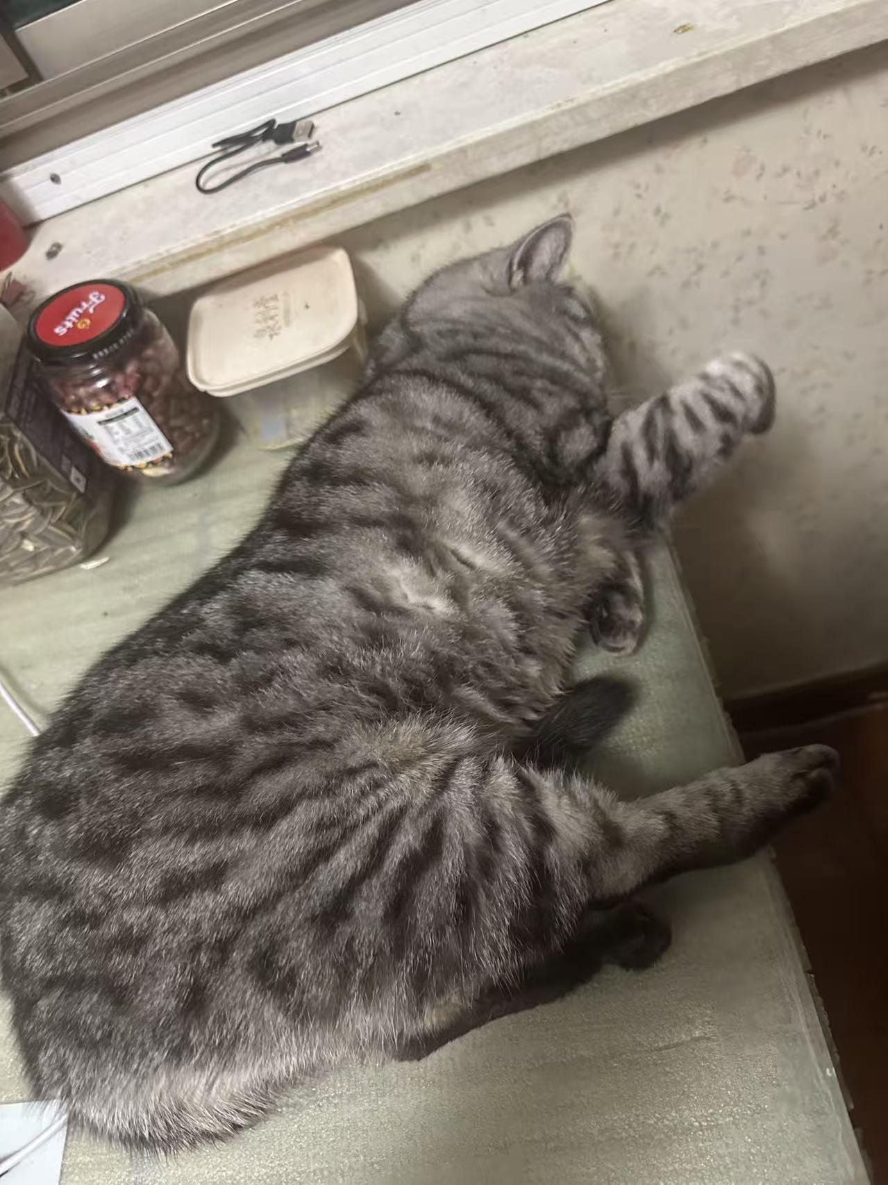 晒猫睡姿大挑战！我家猫不仅敢睡，还拉着狗子当陪睡搭子

我先来晒我家“睡神主子”