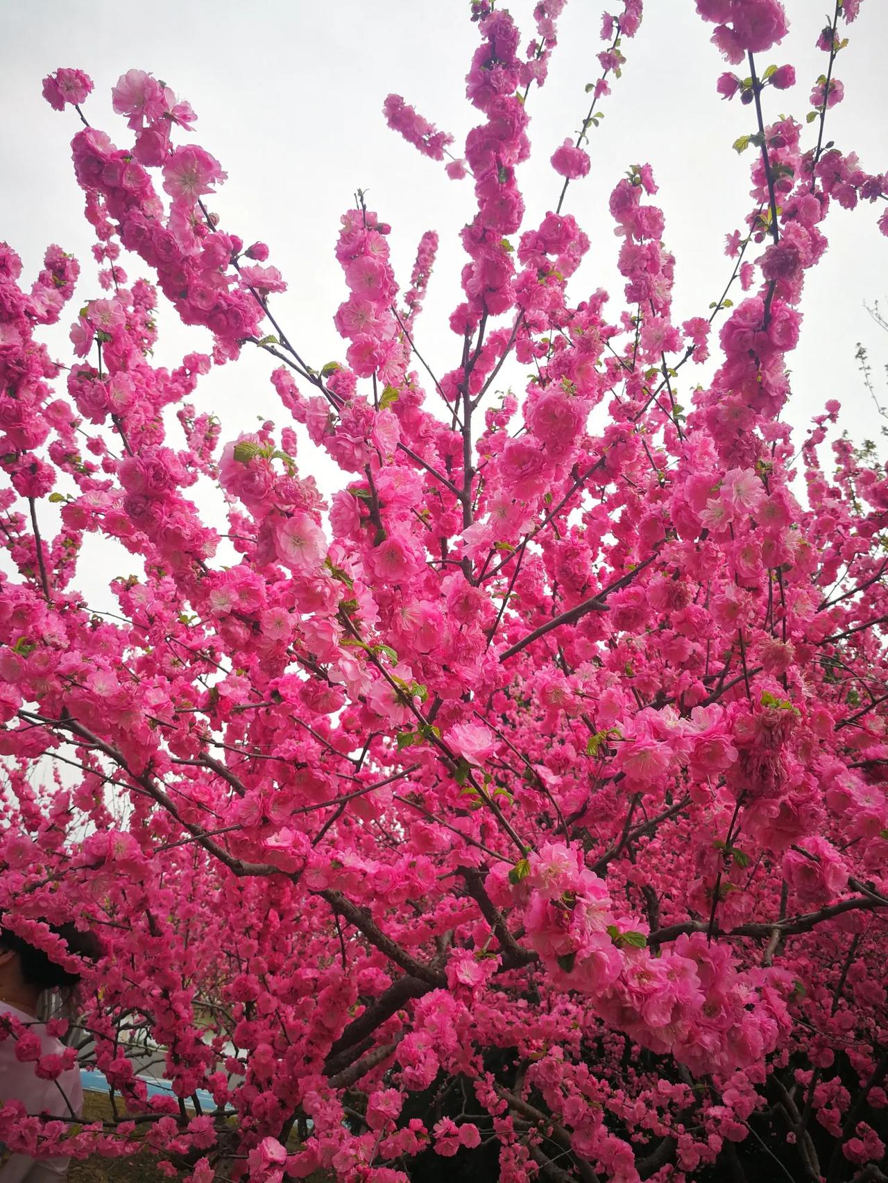 上联：梅花雪
下联：竹叶声
下联：柳叶丝
（平仄按古韵）