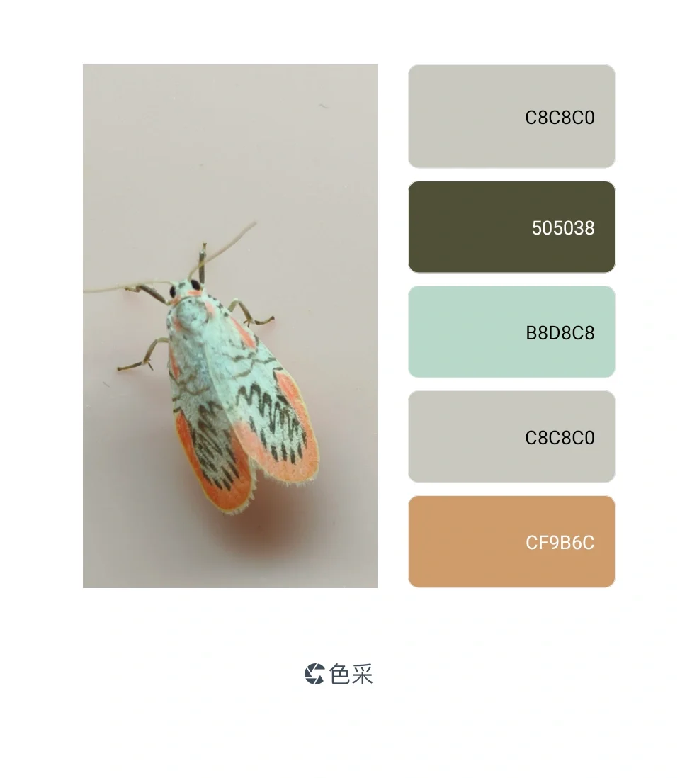案头飞来绝美的小飞蛾