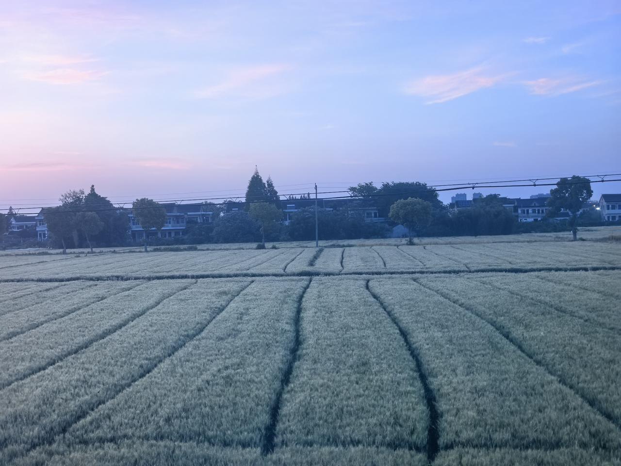 老丈人的院子里，有两棵桃树，一棵是八月桃，一棵是黄桃。
立夏时节，不管是八月桃还