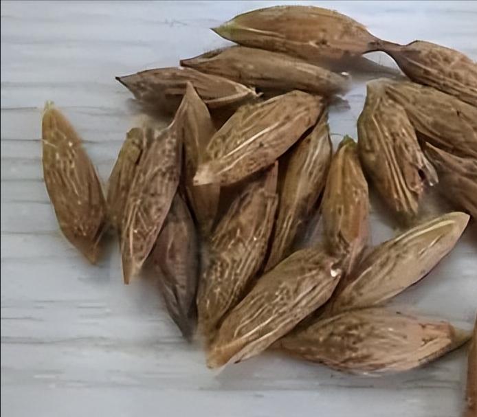 三核（hu，二声）子俩枣 方言

“三核（hu，二声）子俩枣”看起来像是一个中文