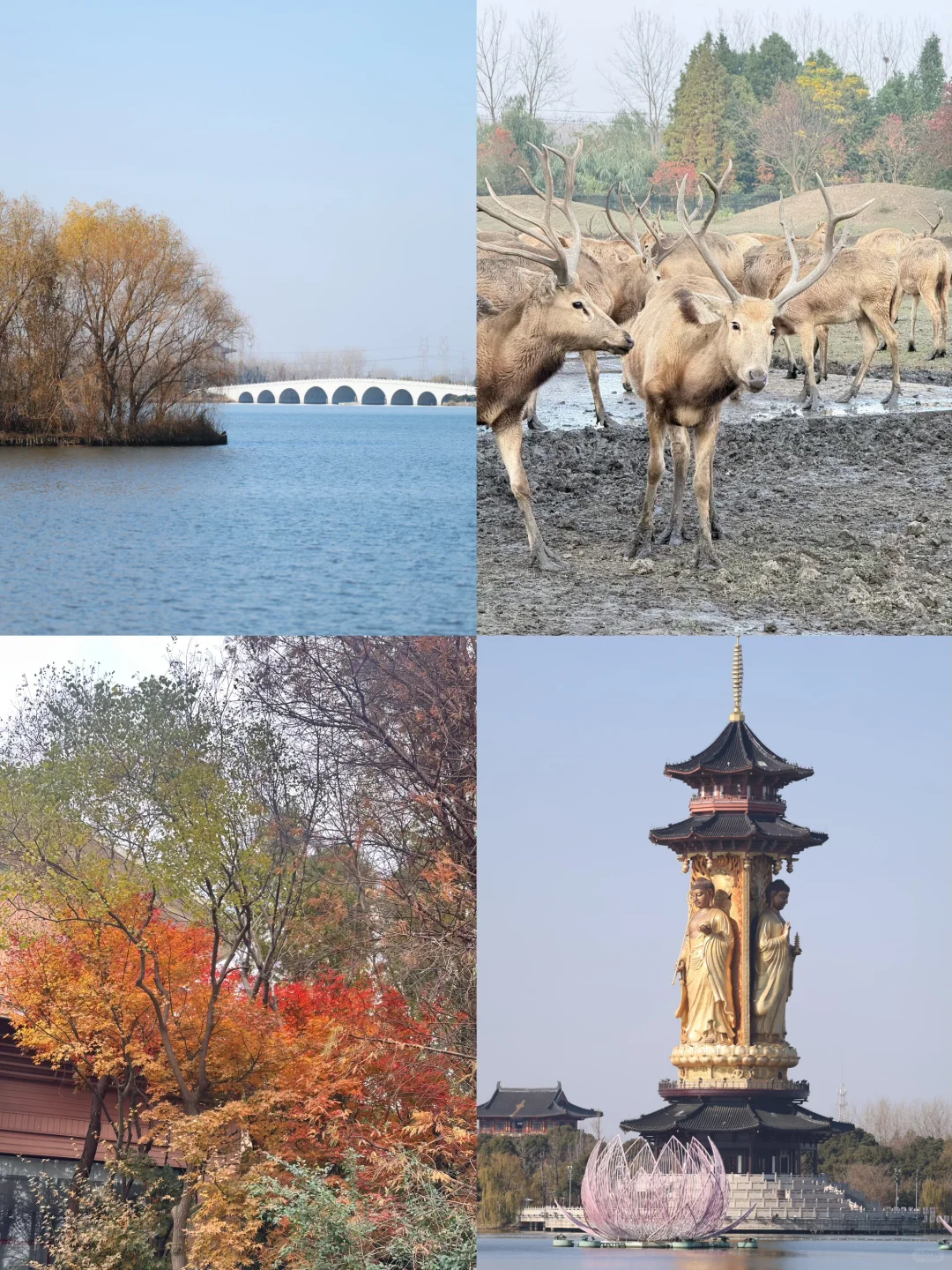 溱湖湿地公园 | 白天和黑夜都惊艳了我