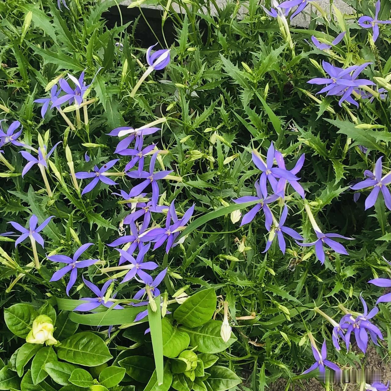今天早上去公园里逛了一圈，园子里有各色小花，蓝鼠尾草、艳红海棠、紫绣球挤在一处，
