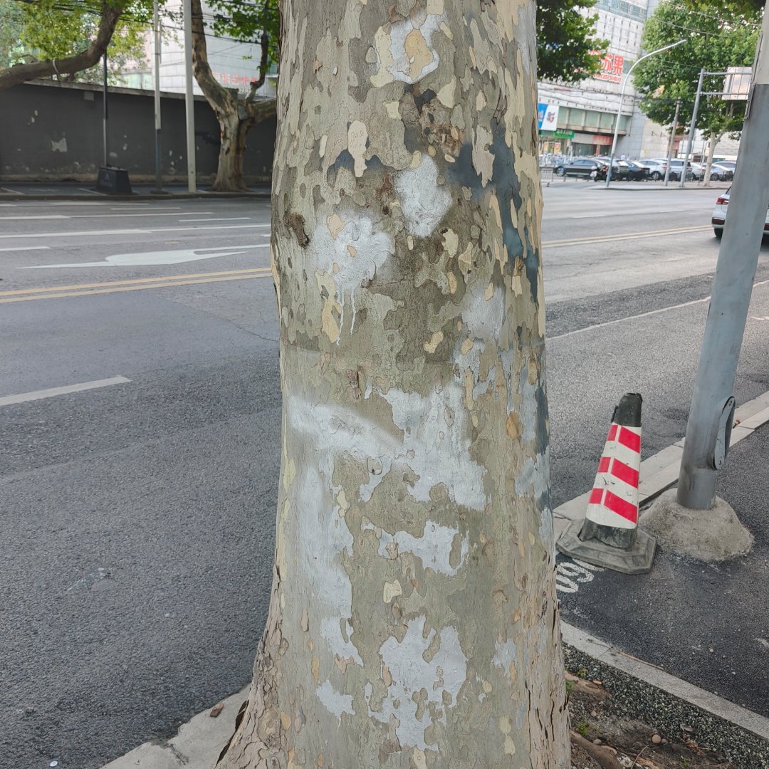 热河路的梧桐满是补丁 南京·热河路