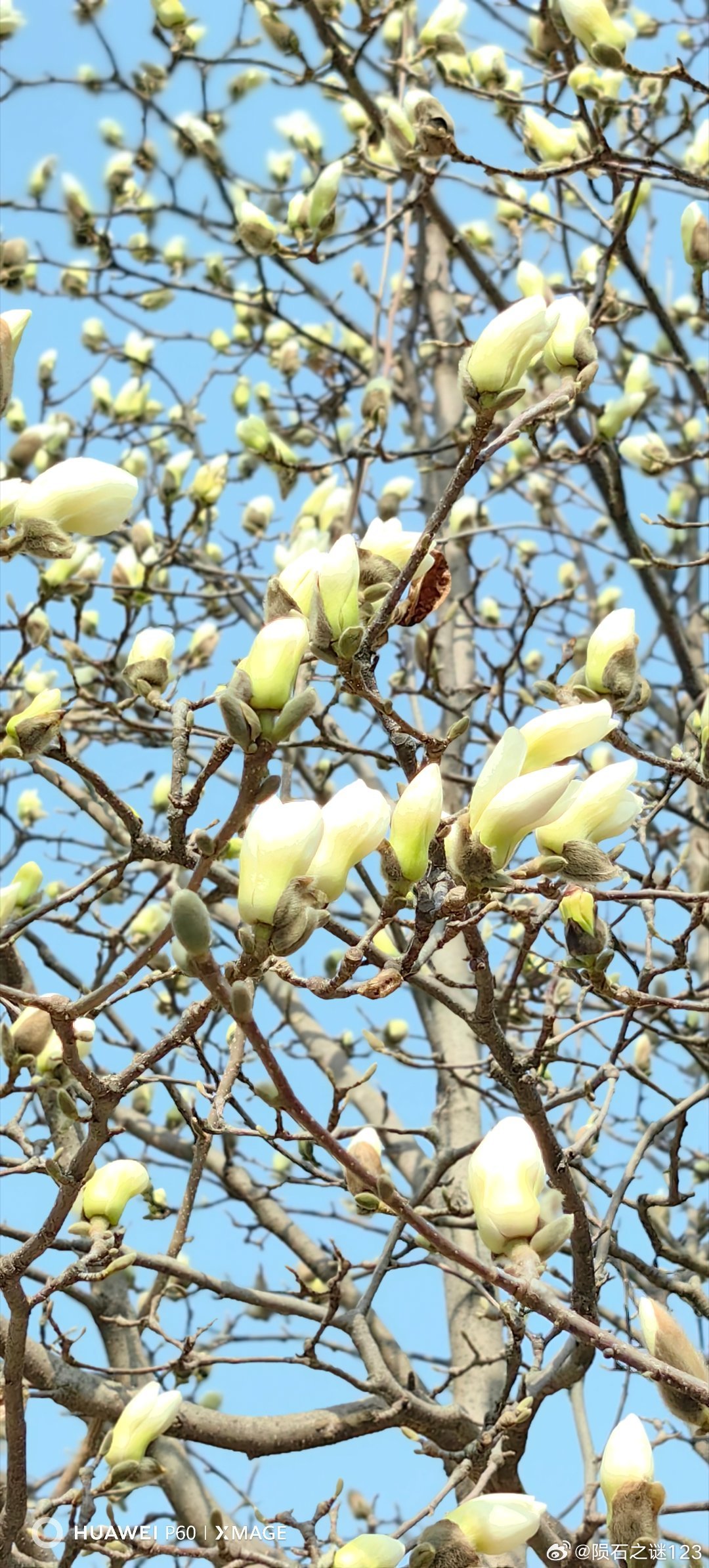 精灵古怪的白玉兰。玉兰花开了花草世界随手拍春天