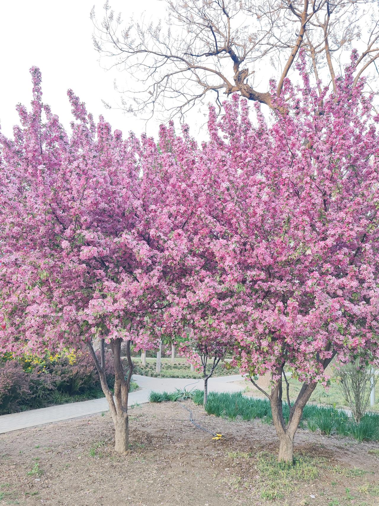 在生活的舞台上，夫妻也如同这钉子与锤子，共同谱写着生活的乐章。就像钉子需要锤子的