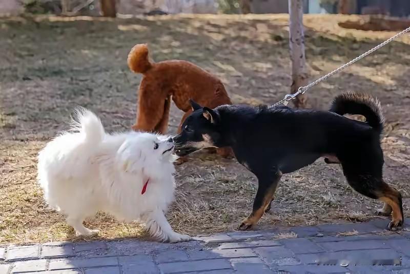 北京养犬草案被骂这么狠。

但骂得越狠，越说明一件事：这草案跟咱普通人的日子，拧