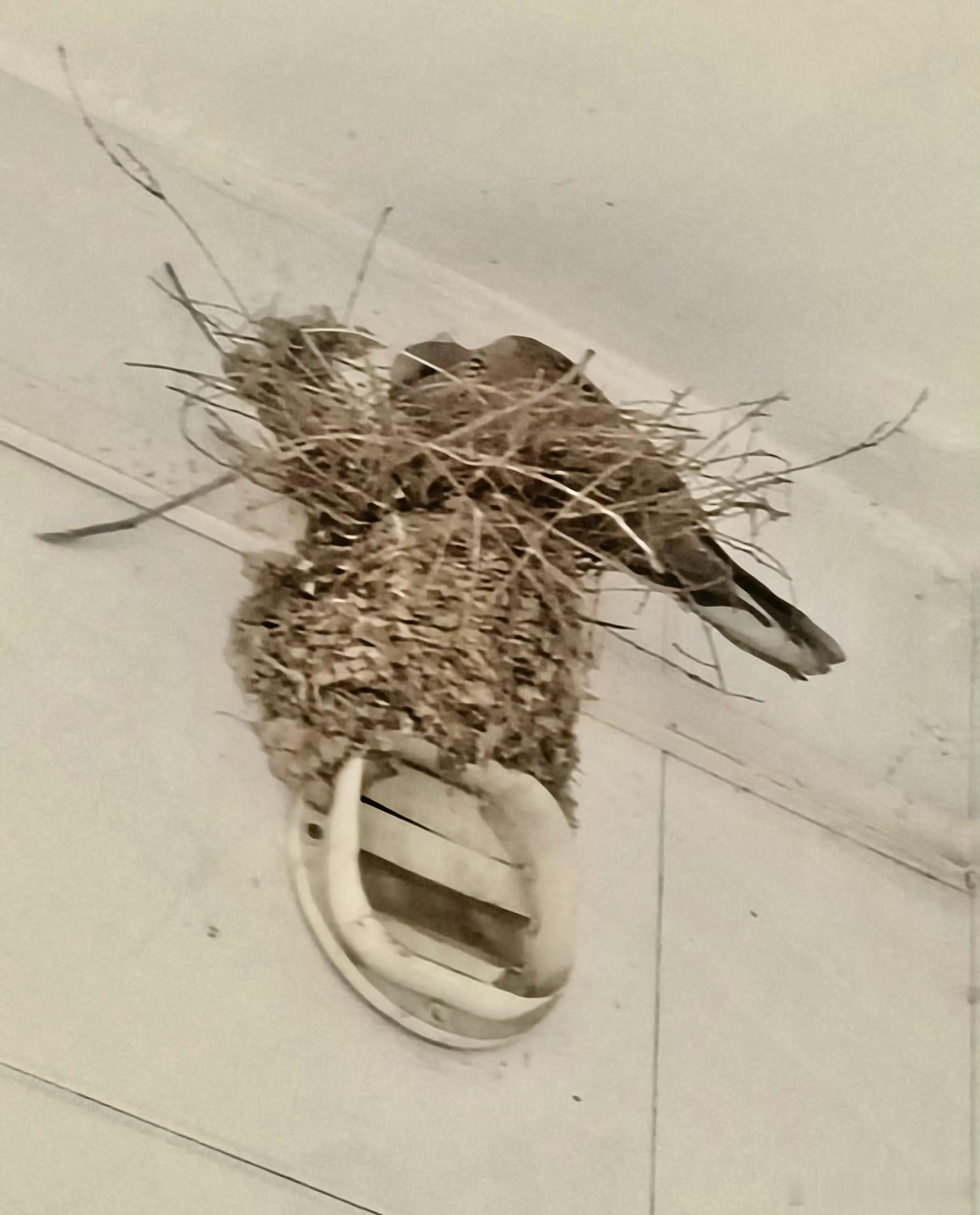 鸟粉投稿 ？？？鸠占燕巢 珠颈斑鸠把人家燕子窝霸占了春天回来后的燕子一脸懵逼 