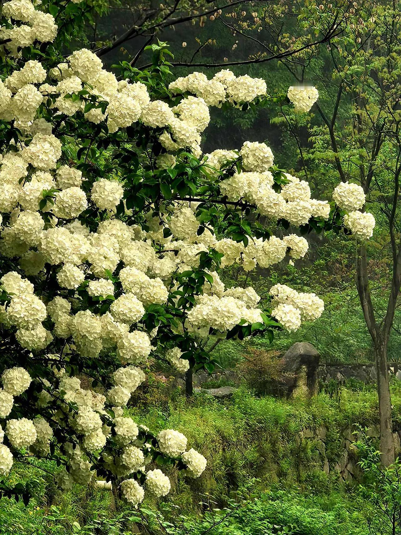 一路随拍
乡村休闲游……