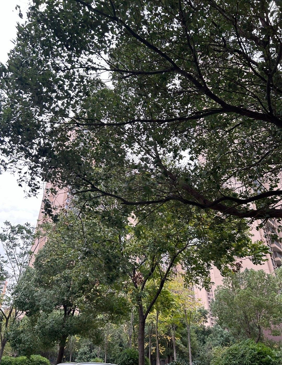 半夜的时候已经开始起风了，
早晨起来，家里的窗户呼呼响，
外面刮的风像要把人吹走