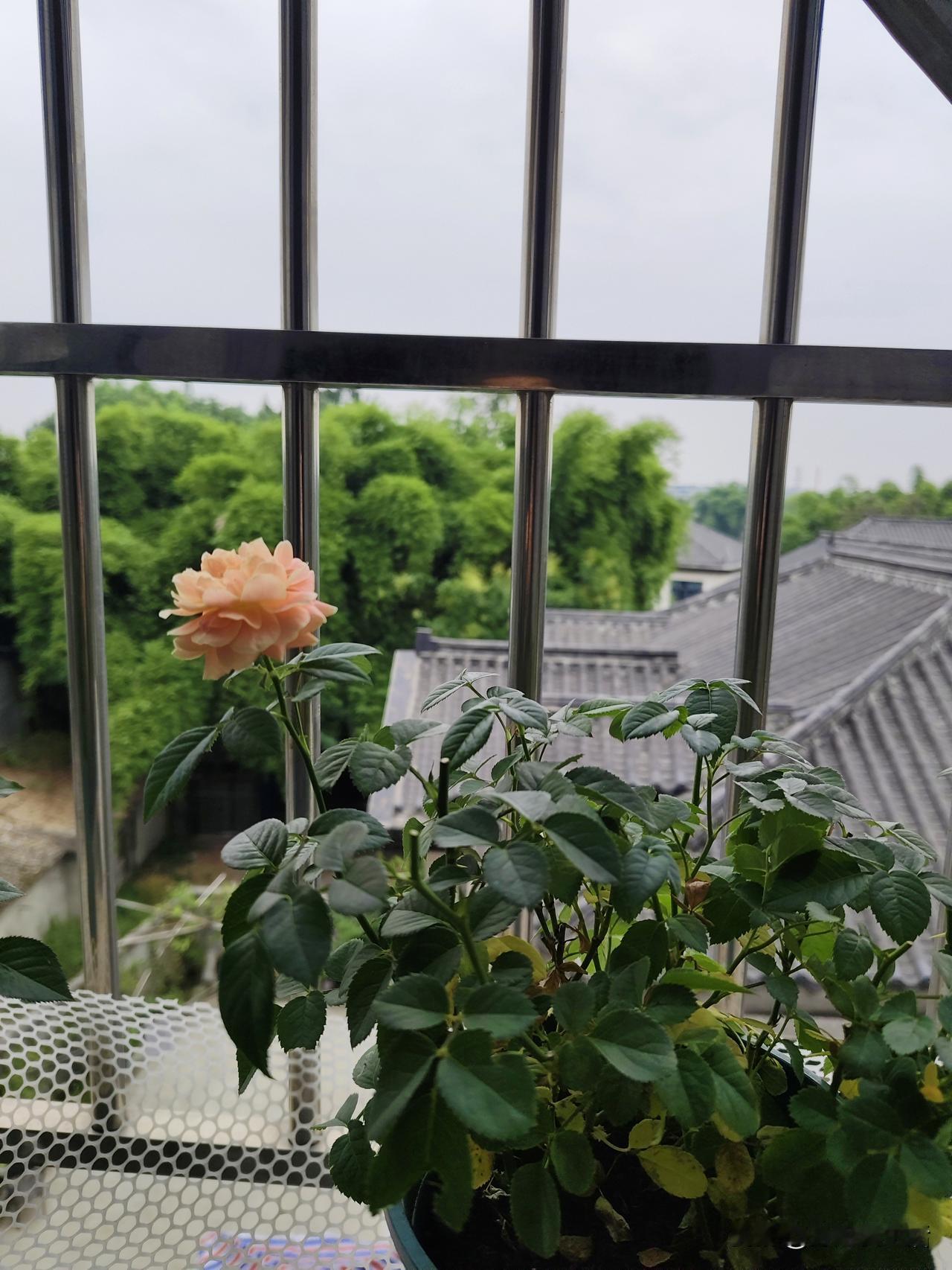 酣眠至自然醒，从容过自己的小日子
昨日还暑气蒸腾，今日伴着白露节气到来，成都成了