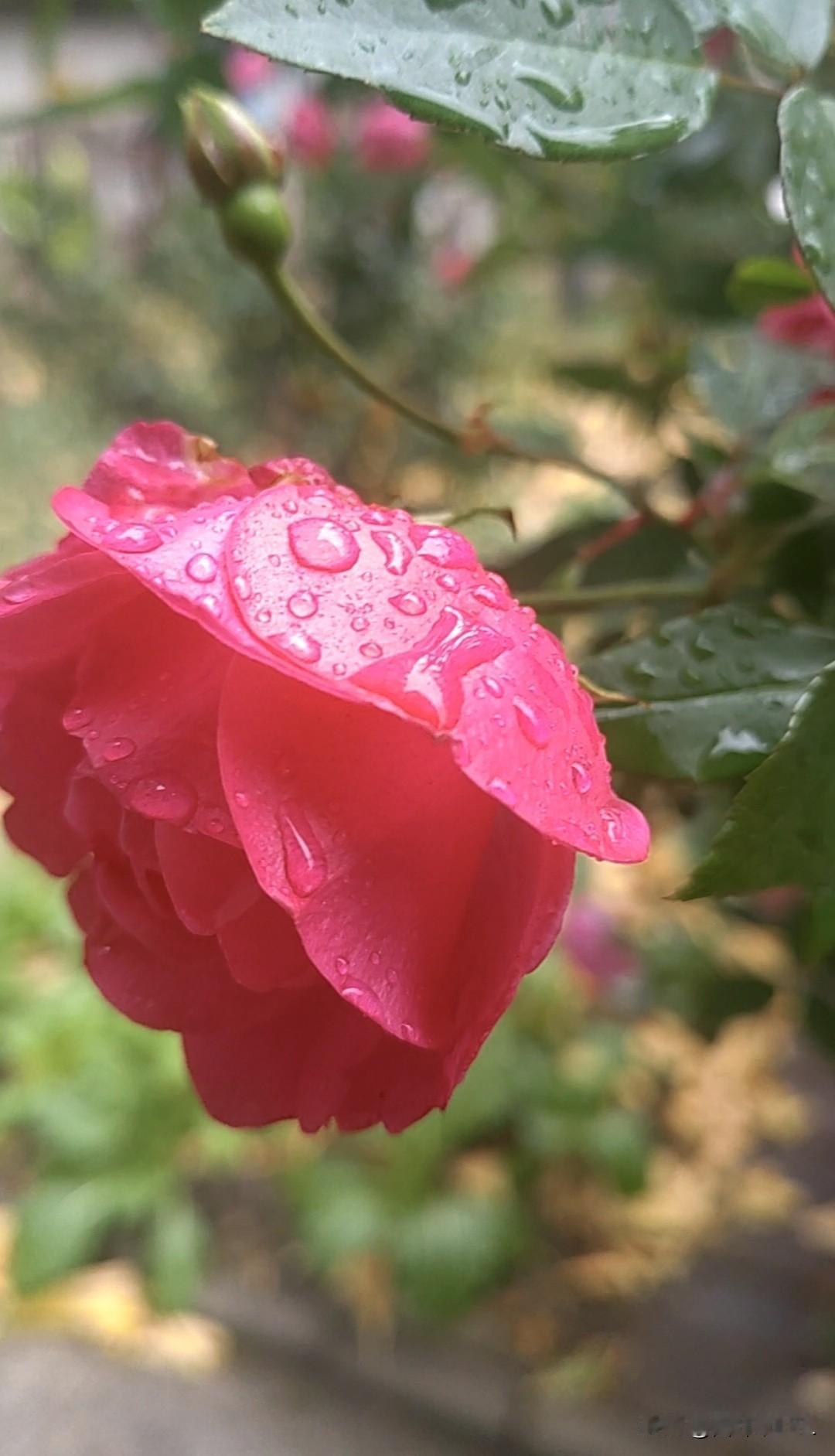 雨后初晴，粉嫩花朵绽放，娇艳欲滴，惹人怜爱。