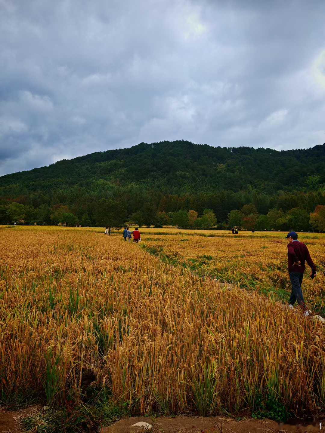 梦一片无瑕黟县，只有风景，不留垃圾秋日的安徽黟县塔川景区满是金黄的稻谷，在青黛的