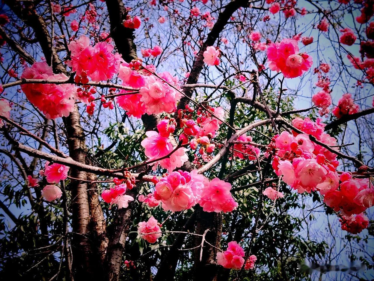 洛龙公园樱花节
3月8日，既是女神节，也是呈贡洛龙公园举办的第二届樱花🌸节。一