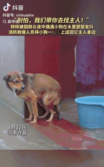 泪目了。河南许昌，一只小狗在暴雨中瑟瑟发抖，看起来可怜又无助，一位转移群众的消防