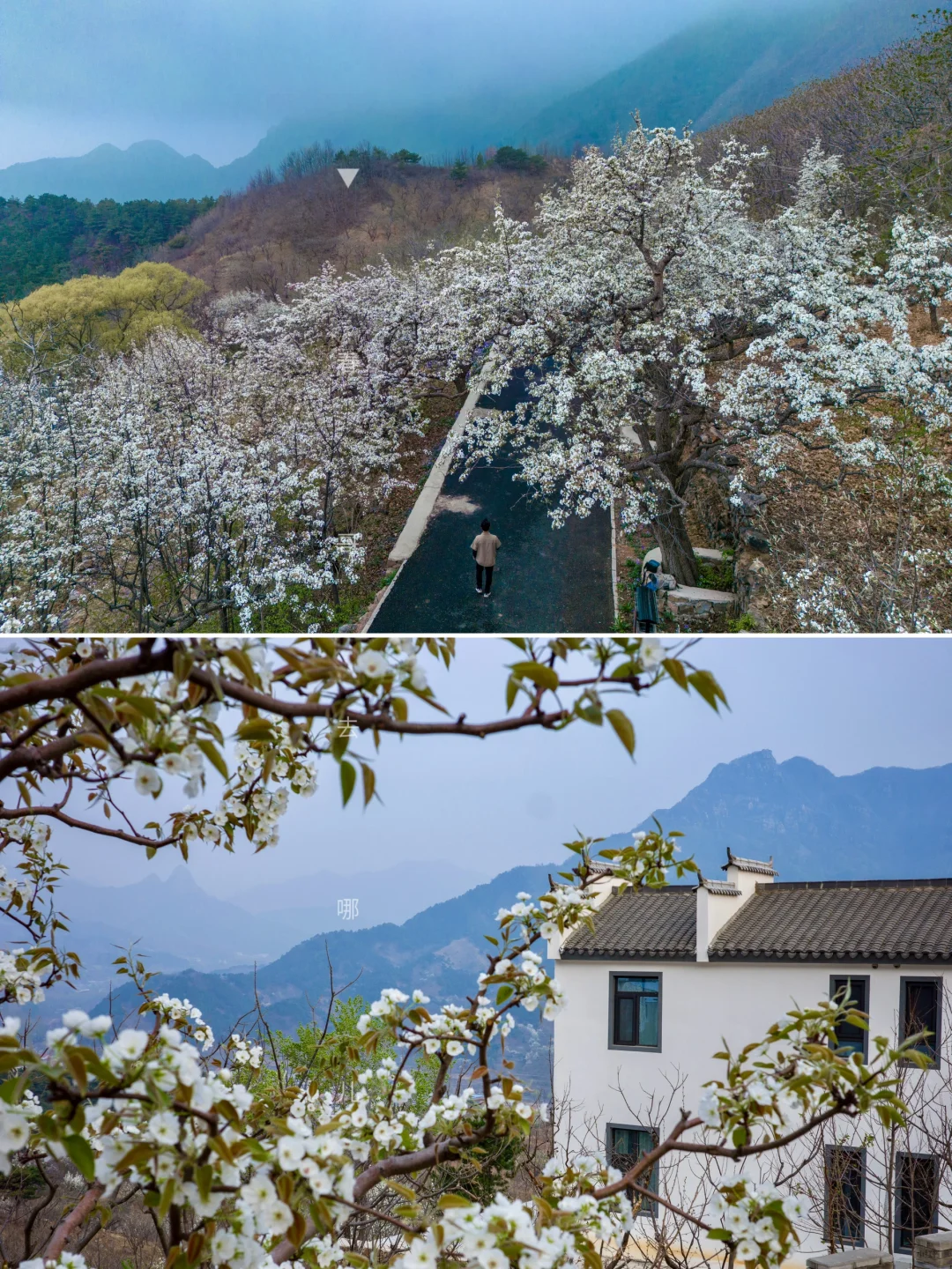 平谷小众宁静梨花村，超适合避世小住