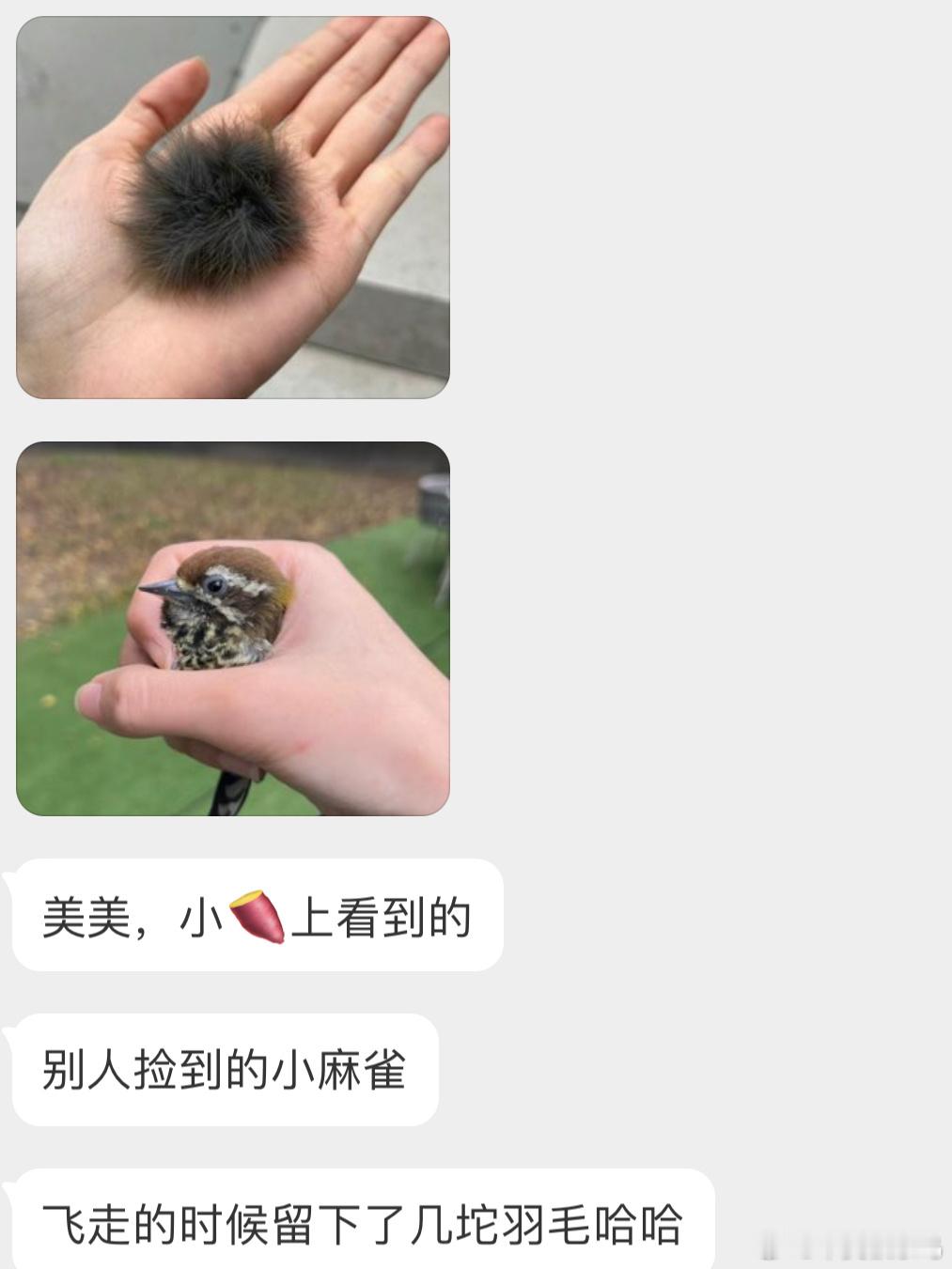 超迷你的【斑姬啄木鸟】小鸟飞走前留下了礼物🎁 ​​​