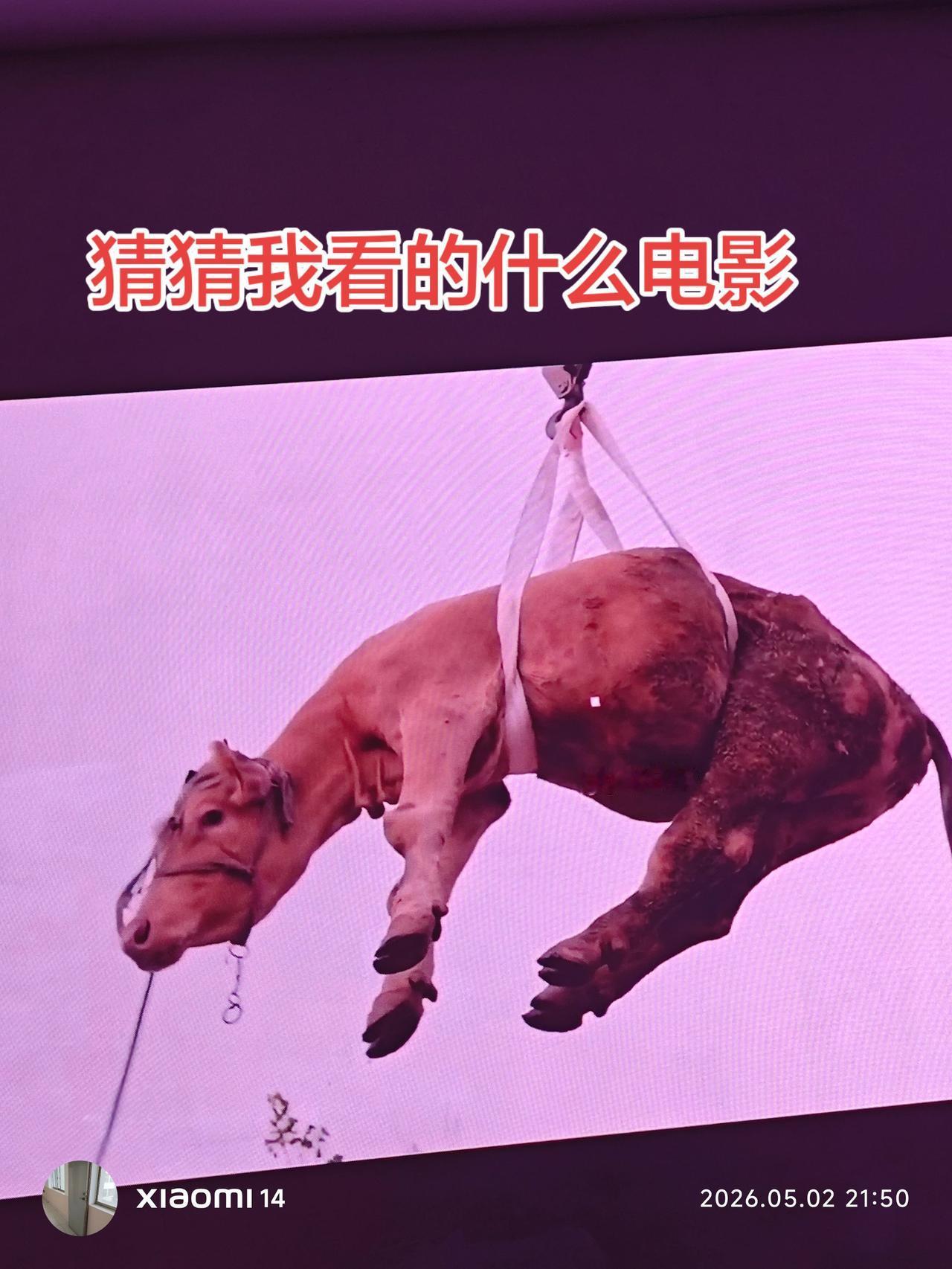 我喜欢看幽默的电影，不喜欢看伤感的，也不喜欢看那些爱情的，都是虚构的。