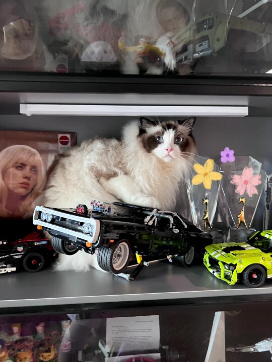 一不小心被小猫咪闯进我的车库