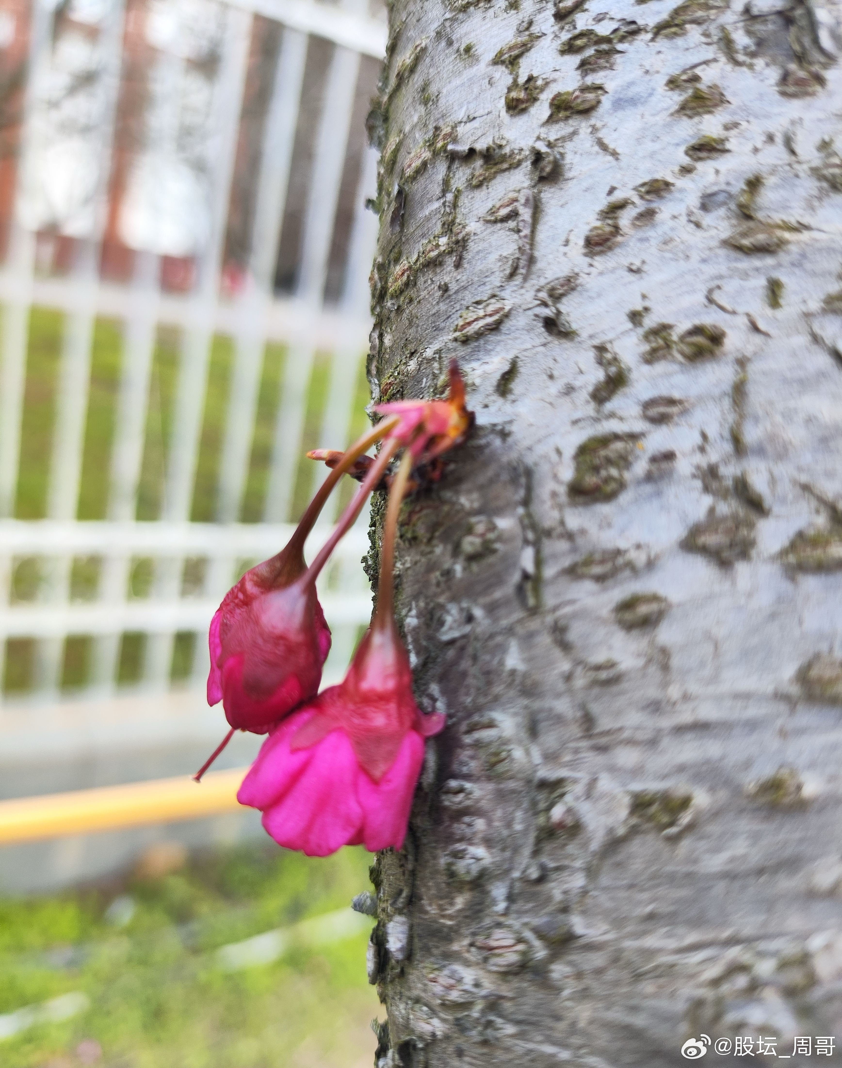 题材拆解精准落地，马前炮逻辑全程在线：美伊冲突今天轮动到周期化工品种走强，石油这