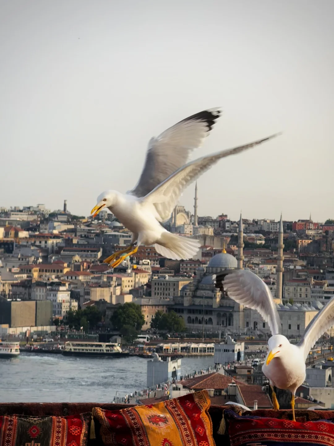 有人会get生命力，并拍过类似的照片（live图）