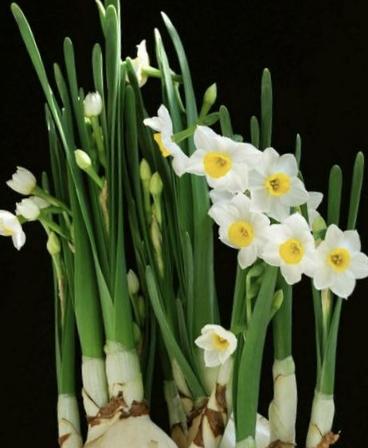 清晨推开窗，案头的水仙突然开了！六片雪白花瓣托着鹅黄花蕊，像披着薄纱的仙子在晨光