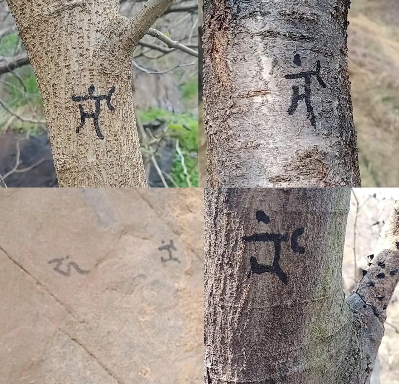 邹平白云山现神秘符号！有谁知道它的来历？

昨天在邹平白云山爬山，走着走着就被树