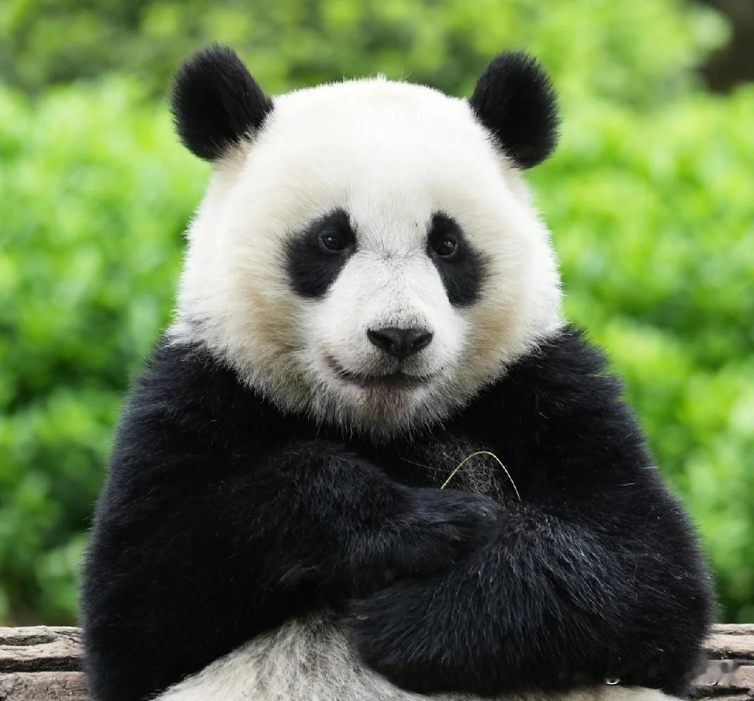 新乔揣着小手手坐得板板正正的像不像一个认真听大人讲话的小孩子？如果我告诉他妈妈又