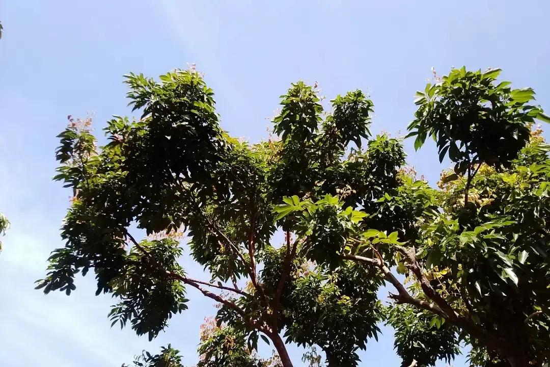 刷手机刷到一条高赞帖，说脑子越乱、想要的越多，烂人烂事就像苍蝇闻味组团来。
我盯