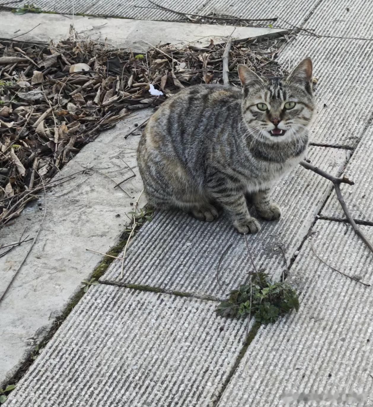 给小猫吃了一个蛋黄派意犹未尽 