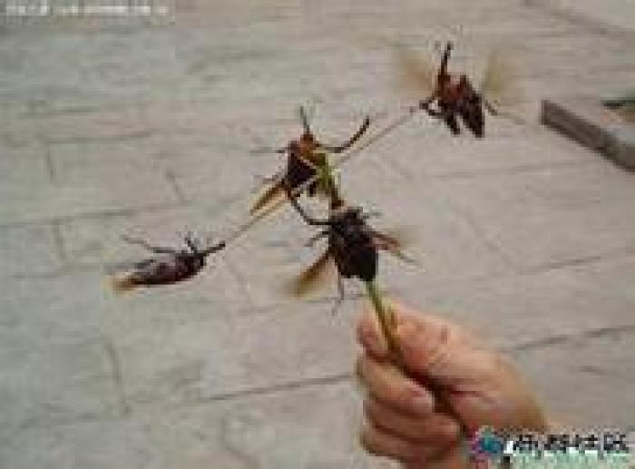 你说的这个棚血莲，我一听就懂，这是咱淄博老辈孩子夏天最经典的玩具虫！
按你说的：