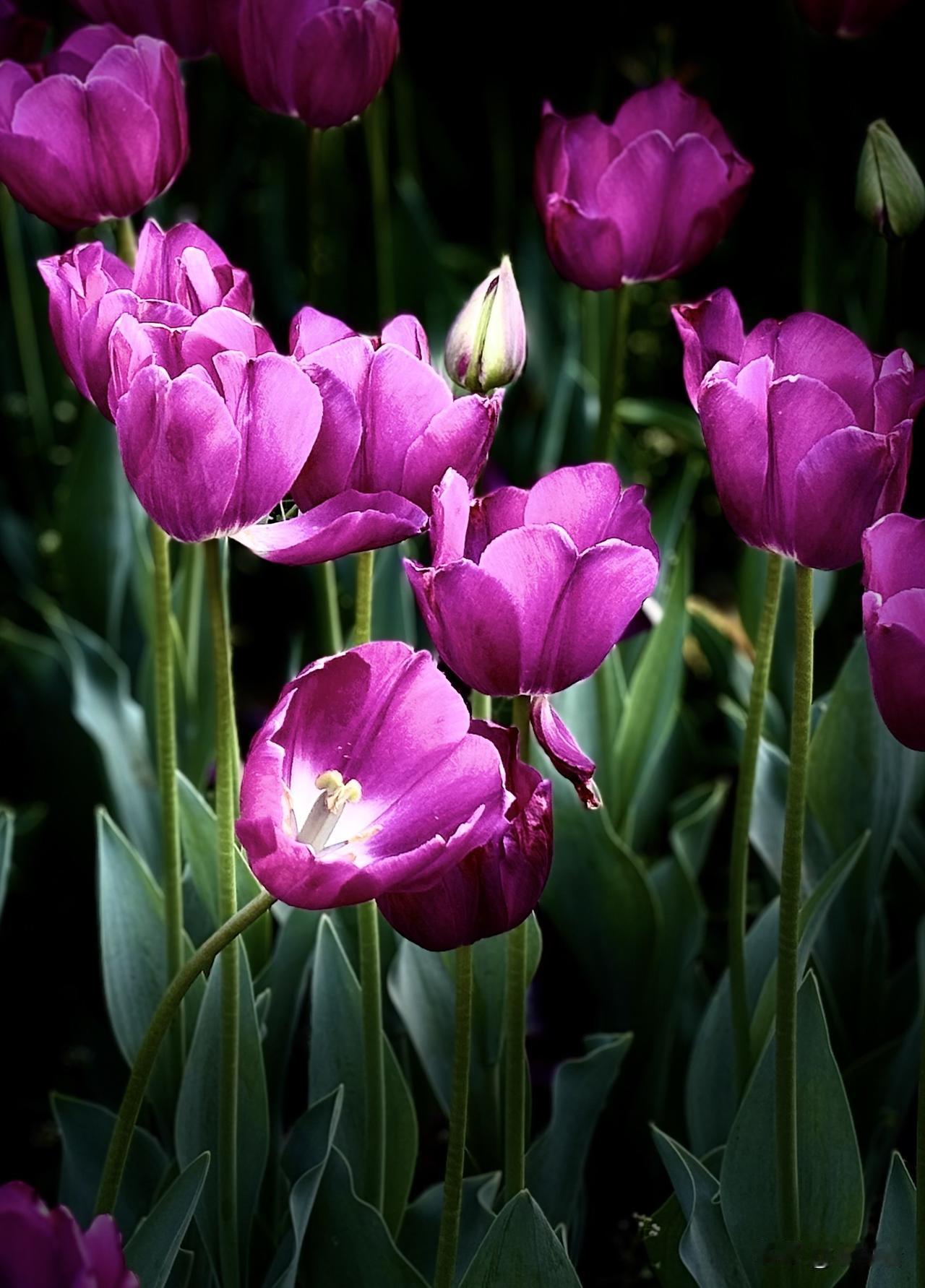 3月25日，在杭州西湖边的太子公园游玩，看到了九种不同色彩的郁金香。这九种郁金香