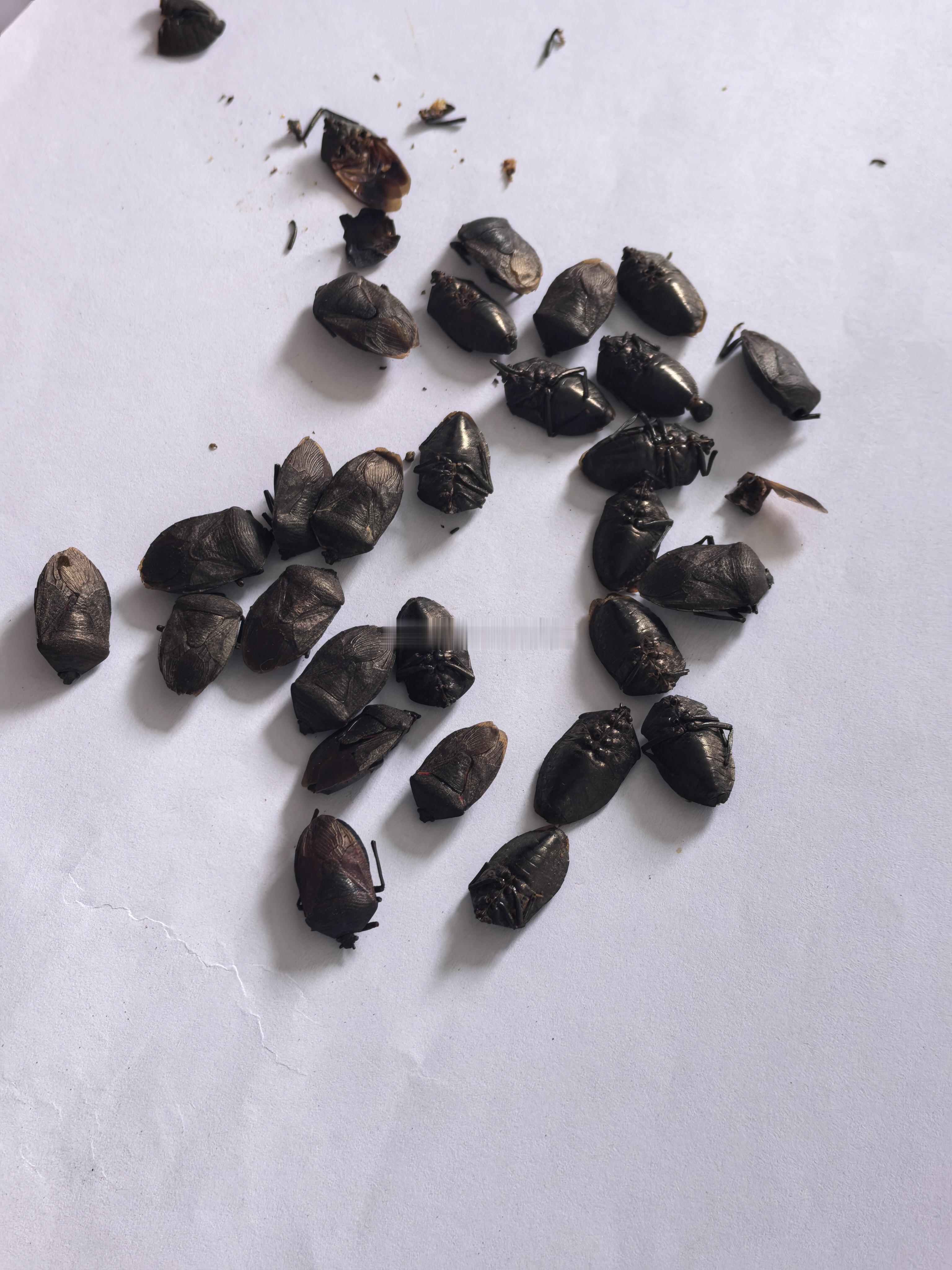 九香虫，不应该是油乎乎的。九香虫的虫体呈六角状椭圆形，似兜，色棕黑，故名黑兜虫。