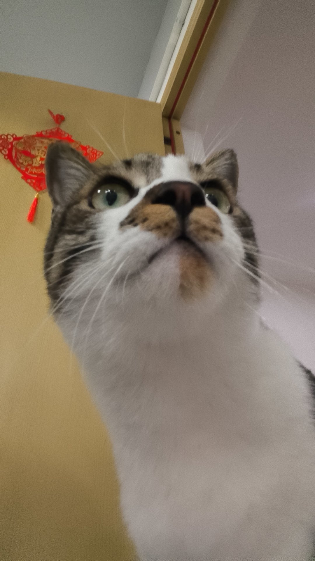 签到咯圣诞节🎄快乐           